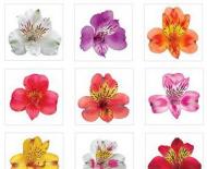 Альстромерия — яркий цветок с интересной историей