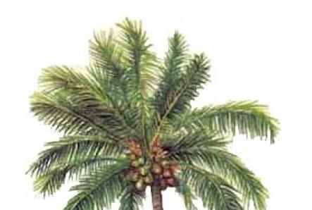 Кокосовое дерево. Где растет кокос? Условия обитания кокосовой пальмы. Удобрения, подкормки, типичные болезни и вредители