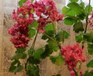 Болезни герани – используем простые способы борьбы с заболевания цветка
