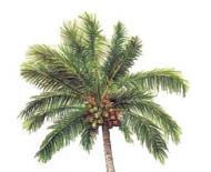Кокосовое дерево. Где растет кокос? Условия обитания кокосовой пальмы. Удобрения, подкормки, типичные болезни и вредители